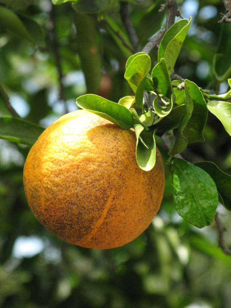            Fruit (Winter Haven, FL)   